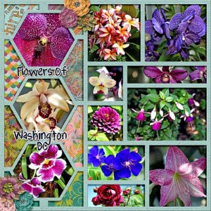 Flowers of Washington DC