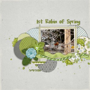 1st Robin of Spring