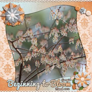 Beginning to Bloom