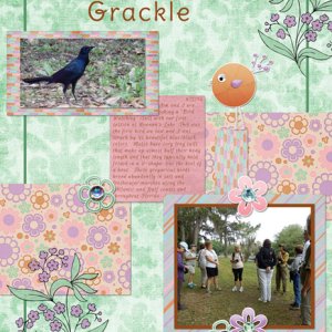 Boat-tailed Grackle