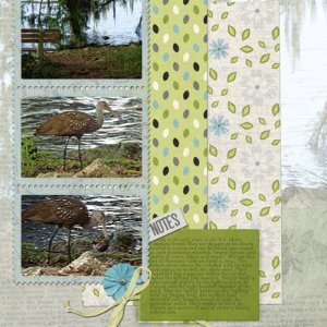 Limpkin