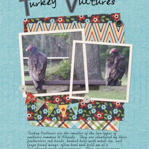 Turkey Vultures