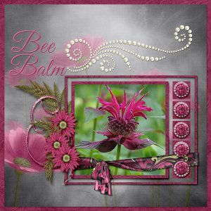 Bee Balm