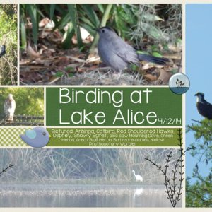 Birding at Lake Alice