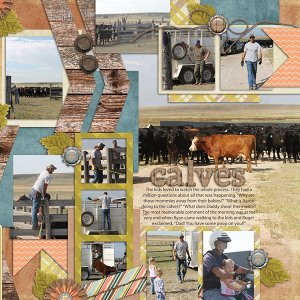 Working Calves