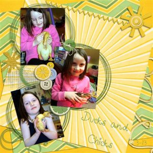 Ducks and chicks