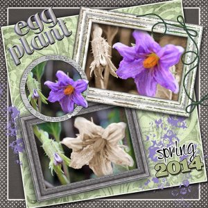 Eggplants Coming