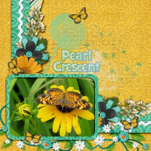 Pearl Crescent Butterfly