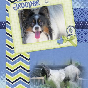 Trooper is 9