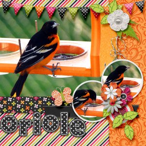 Oriole Wars
