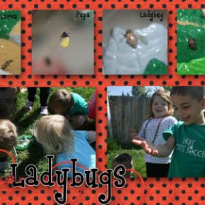ladybugs