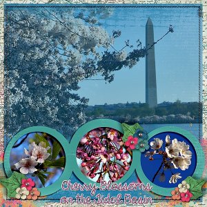 cherry_blossoms_Custom_
