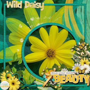 Wild Daisy