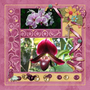Orchids