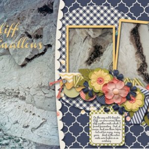 Cliff Swallows