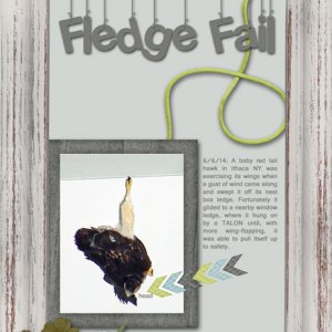 Fledge Fail