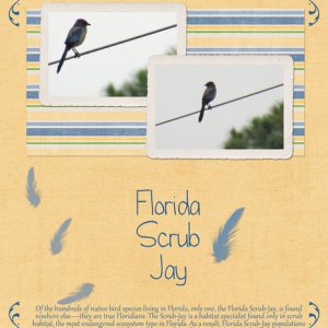 Florida Scrub Jay