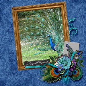 peacock2