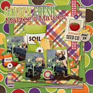 Maizee's Matoes
