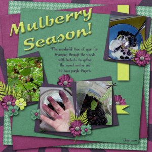 Mulberry season