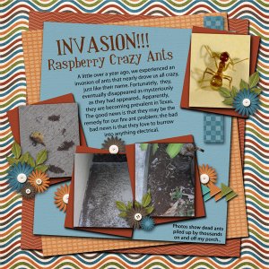 Invasion of the crazy ants!
