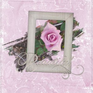 Beautiful Rose