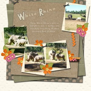 White Rhino
