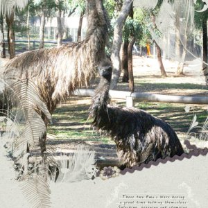 Bathing Emus