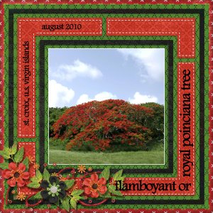 flamboyant or royal poinciana tree