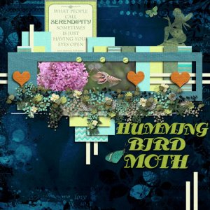 Hummingbird Moth