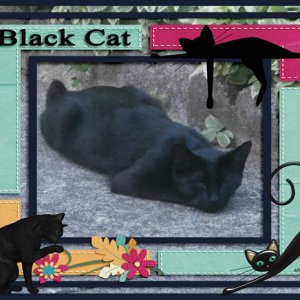 Black Cat