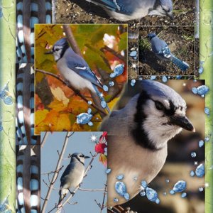 The Blue Jay