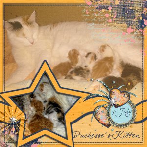 Duchesse S Kitten