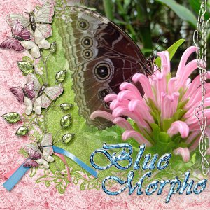 Blue Morpho