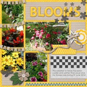 Blooms