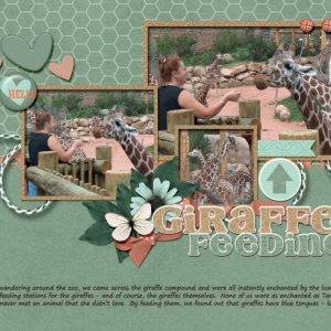 Giraffe Feeding