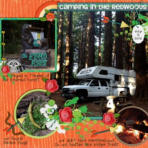 Camping in the Redwoods