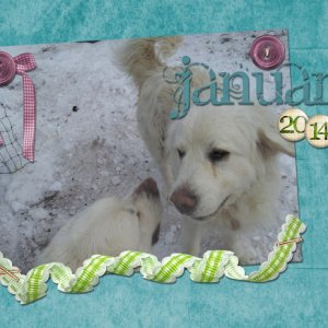 dogs in snow