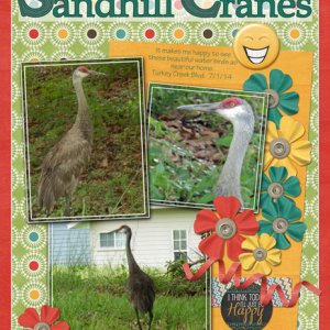 Sandhill Cranes