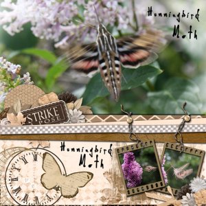 The HummingBird Moth Strikes a Pose