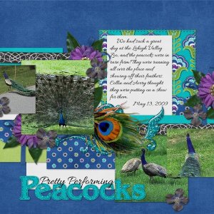 Pretty Performing Peacocks