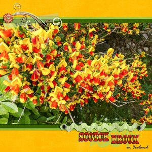 Scotch Broom