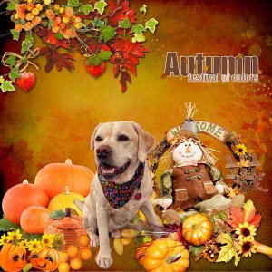 autumn comes