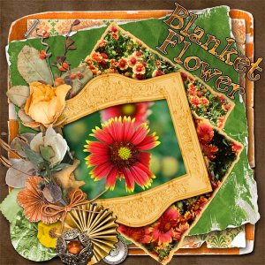 Blanket Flower