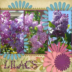 Lilacs
