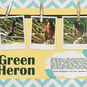 Green Heron