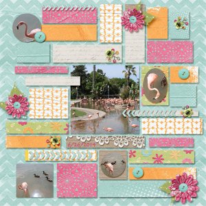 Feeding the Flamingos 1