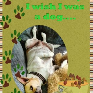 I wish I was a dog