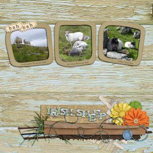 Irish Sheep