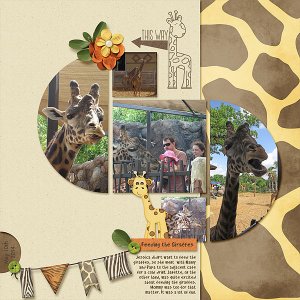 Feeding the Giraffes